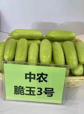 F1 中农脆玉3号黄瓜种子5粒7元白皮黄瓜种子强雌满28元包邮