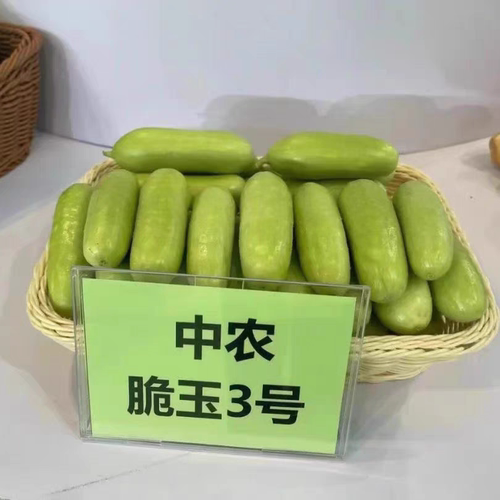 F1 中农脆玉3号黄瓜种子5粒7元白皮黄瓜种子强雌满28元包邮