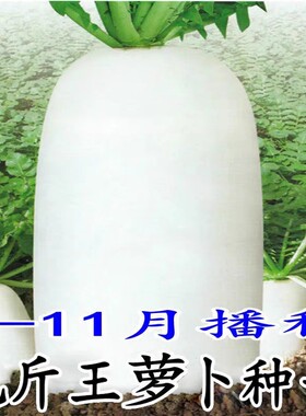 揭美南畔洲晚萝卜种子九斤王萝卜 晚白萝卜 原厂彩包 20克3.9元