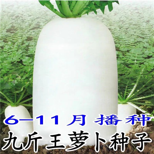 揭美南畔洲晚萝卜种子九斤王萝卜 晚白萝卜 原厂彩包 20克3.9元