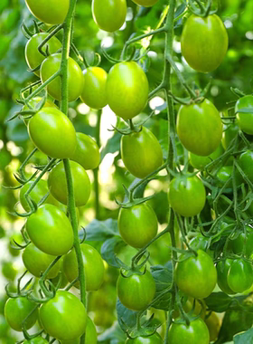 F1绿色口感型千禧小番茄种子7粒4元玲珑圣女果满28元包邮