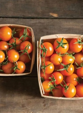 F1  美国金太阳樱桃番茄种子3粒7.9元杂交一代番茄籽满28元包邮