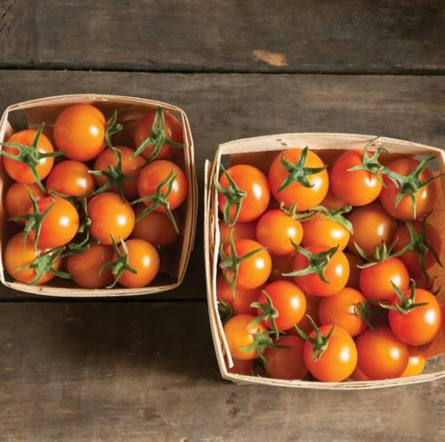 F1  美国金太阳樱桃番茄种子3粒7.9元杂交一代番茄籽满28元包邮