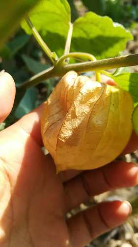 菇娘合集粒粒甜黄菇娘紫菇娘红菇娘俄罗斯大菇娘