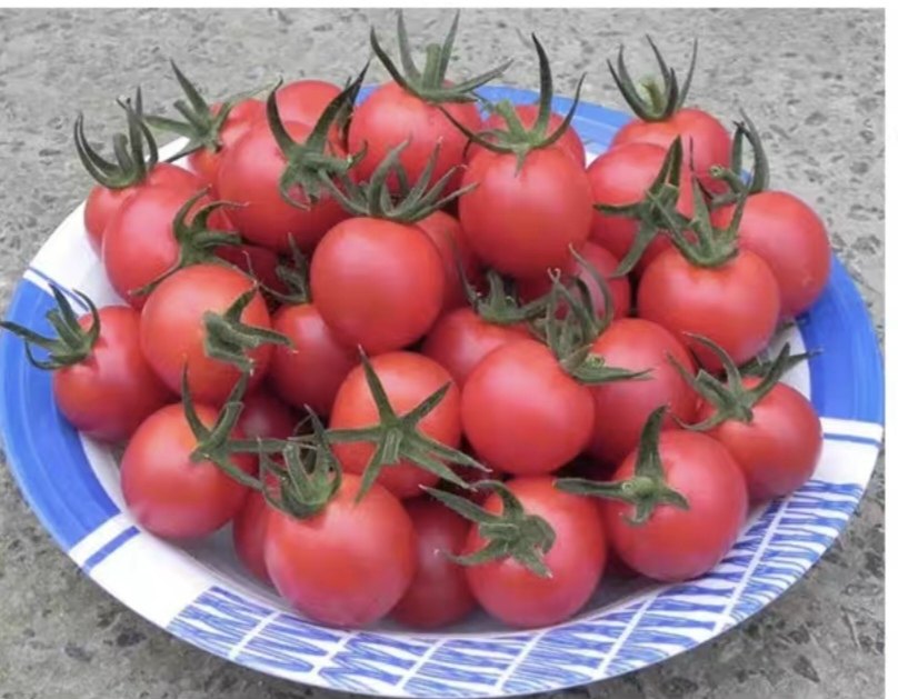 浙樱粉1号番茄种子 5粒7元F1原包分装浙江依农圆形粉红果28元包邮