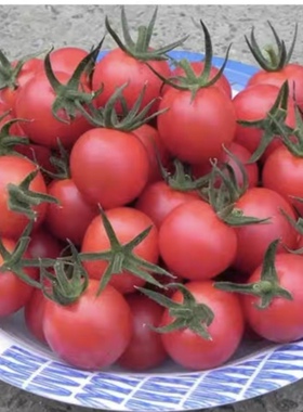 浙樱粉1号番茄种子 5粒7元F1原包分装浙江依农圆形粉红果28元包邮