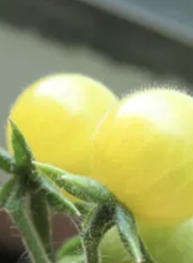 传家宝迷你番茄白醋栗 White Currant  10粒7元满28元包邮