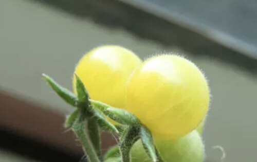 传家宝迷你番茄白醋栗 White Currant  10粒7元满28元包邮