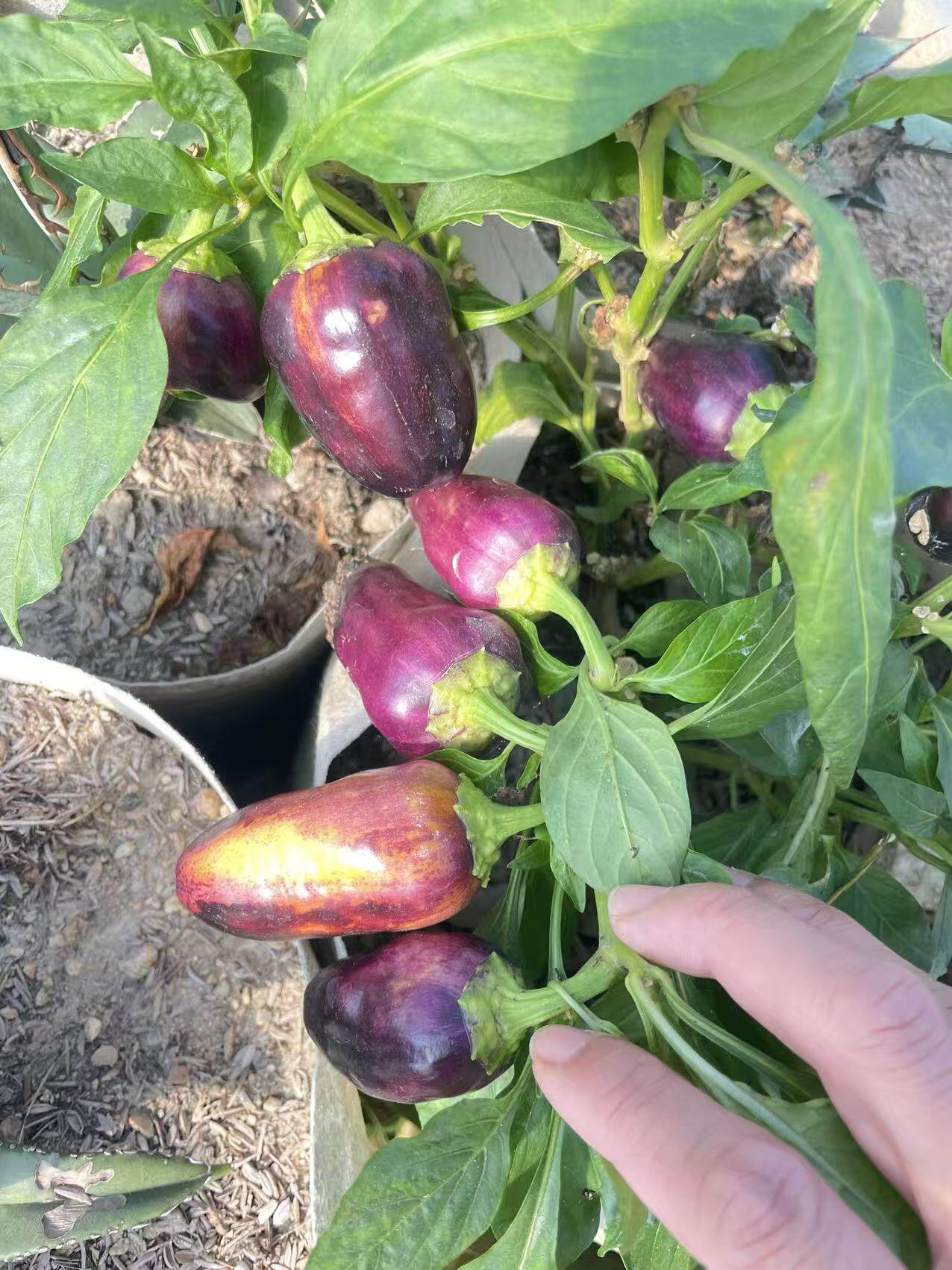 传家宝闪耀紫罗兰甜椒种子5粒8.8元满28元包邮要催芽