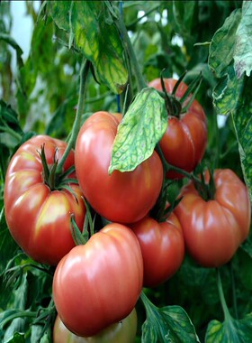 传家宝卡蜜糖多肉大番茄种子 6粒6元 糖果牛排型 生吃口感好