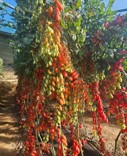 F1台湾农友凤珠小番茄种子4粒8元红果长椭圆花生番茄满28元包邮