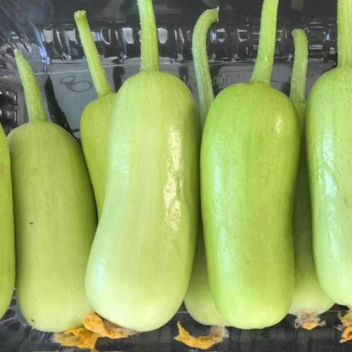 F1日本首尔玉脆拇指黄瓜种子8粒8元口感迷你黄瓜满28元包邮