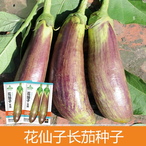 花仙子长茄种子300粒4.9元原厂彩包四川竹丝茄东北面包茄28元包邮