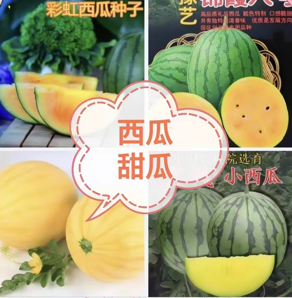 要催芽西瓜甜瓜菇娘种合集爱娘崩瓜彩虹红珍珠金色羅皇32025小兰 - 实物图