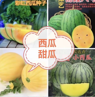要催芽西瓜甜瓜菇娘种合集爱娘崩瓜彩虹红珍珠金色羅皇32025小兰