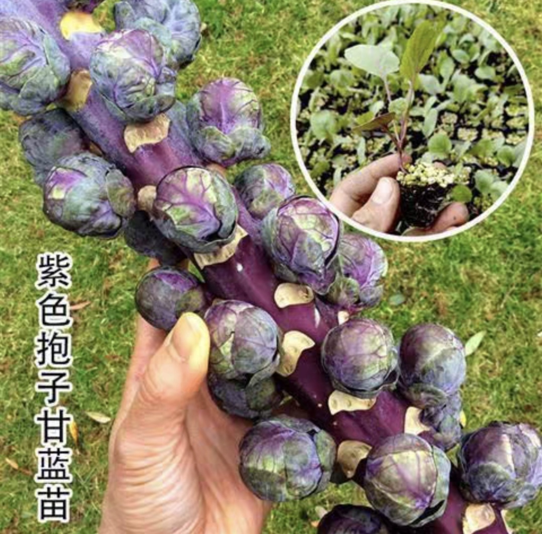 紫色孢子甘蓝种子 约110粒3.9元 原包小型芽球包心菜籽满28元包邮