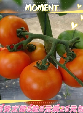 惠和秀太郎番茄种子 5粒4元杂交F1   口感中番茄  满28包邮