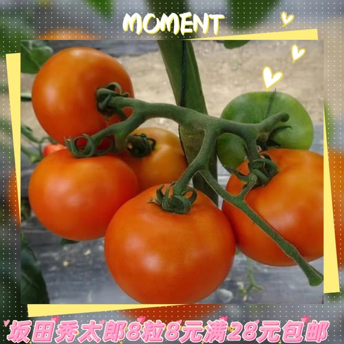 惠和秀太郎番茄种子 5粒4元杂交F1   口感中番茄  满28包邮