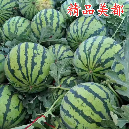农点赞早熟美都西瓜种子20粒5.6元原包甜红西瓜种子满28元包邮