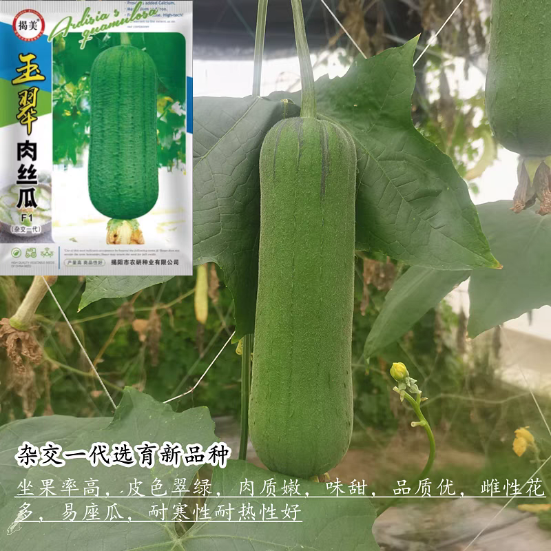 揭阳农研玉翠肉丝瓜种子10粒5元 原厂包装肉质嫩味甜