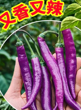 紫色卡宴辣椒种子4粒7元满28元包邮