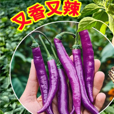 紫色卡宴辣椒种子4粒7元满28元包邮