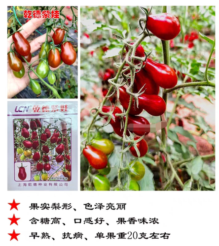 乾德紫娃樱桃小番茄种子5粒5.6元高糖度玲珑葫芦形紫红色28元包邮