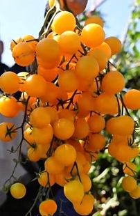 满28元 包邮 黄佳一号小番茄种子5粒4.9元