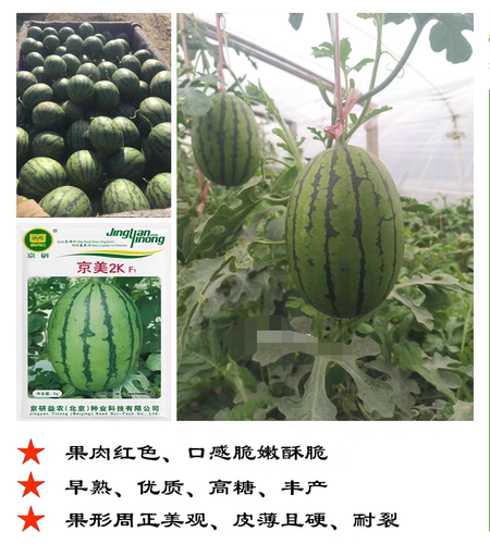 京研京美2KF1西瓜种子4粒4元花皮红瓤薄皮早熟礼品小西瓜28元包邮