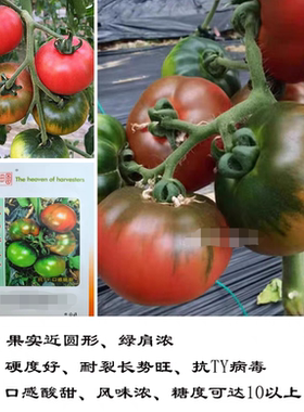 F1抗TY富留香二号草莓番茄种子5粒4元脆甜型水果铁皮柿子28元包邮