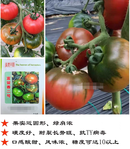 F1抗TY富留香二号草莓番茄种子5粒4元脆甜型水果铁皮柿子28元包邮