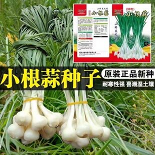 小根蒜种子约3克4.9元原厂彩包山蒜野蒜小葱种籽四季播耐寒性好