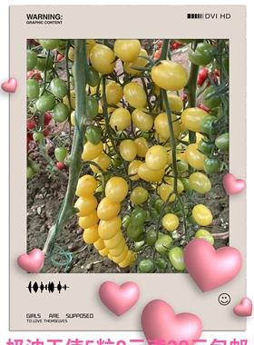 抗TY奶油天使（白衣天使）小番茄种子5粒7.6元F1皮薄糖度高