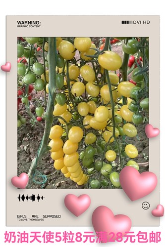 抗TY奶油天使（白衣天使）小番茄种子5粒7.6元F1皮薄糖度高