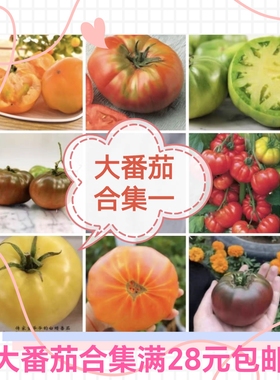要催芽问豆包大中番茄种子菠萝黑鹅肝普罗旺斯草莓芒果马蹄桃太郎