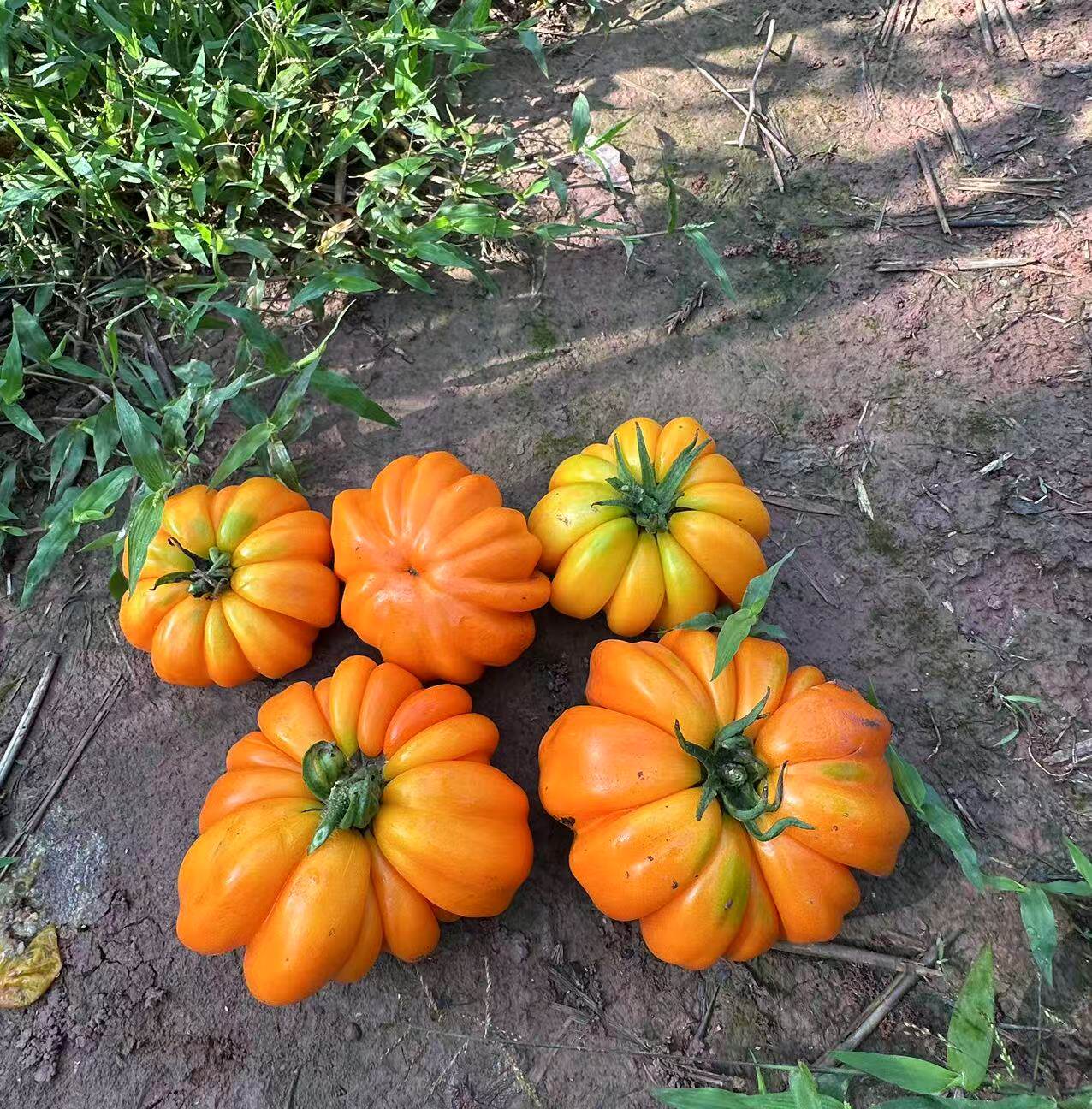 传家宝橙色手风琴大番茄种子5粒9元沙瓤牛排番茄满28元包邮