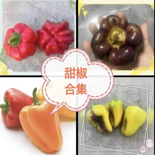 甜椒合集南瓜椒乐夏森林彩红糖果钻石鲫鱼海星羊鼻黄色怪物巧克力