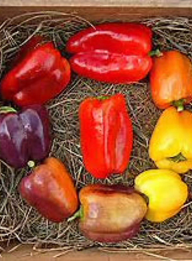 传家宝甜椒种子IKO IKO 4粒10.8元色彩炫丽变化多满28元包邮