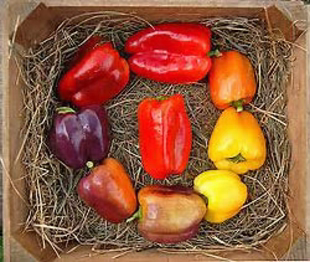 色彩炫丽变化多满28元 传家宝甜椒种子IKO IKO 4粒10.8元 包邮