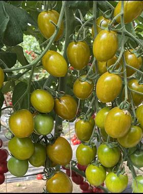 F1鑫绿喜（碧鑫）小番茄种子5粒7.5元 绿色小番茄满28元包邮