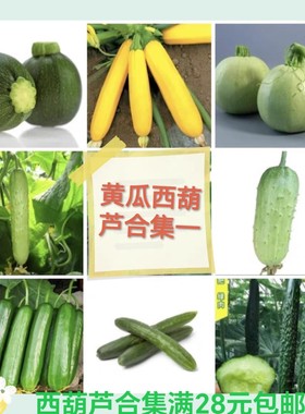 要催芽黄瓜苦瓜丝瓜西葫芦种子合集一休玉女中农脆玉3号津研四号