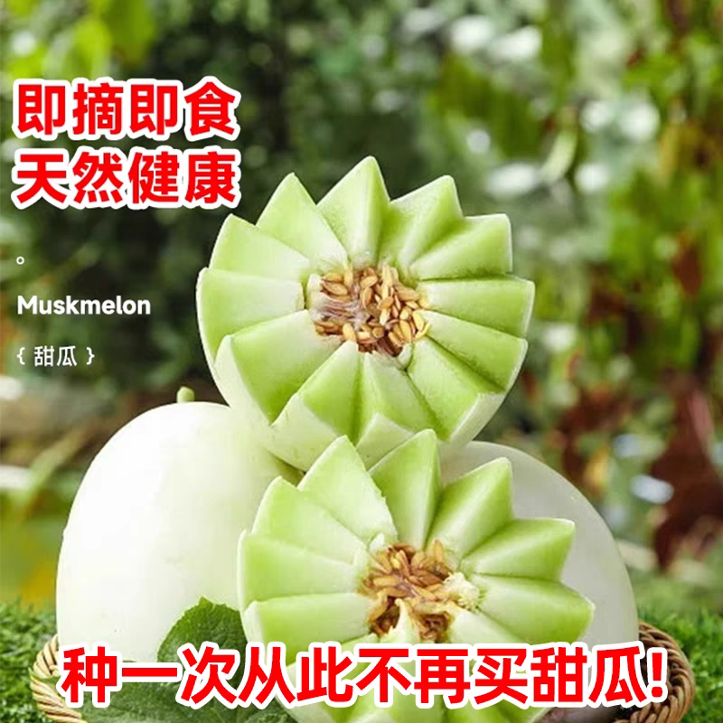 F1台湾农友圣姑甜瓜种子新玉姑4粒7.5元白皮绿肉满28元包邮,农用物资,蔬菜种子/种苗,淘宝优惠券,粉丝福利购,淘宝优惠卷