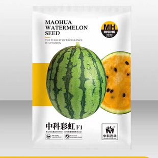 F1中科彩虹瓜西瓜种子5粒4.3元礼品西瓜橙黄瓤橘肉皮薄冰淇淋口感