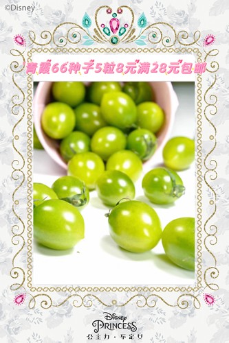 抗TY青霞66樱桃番茄种子5粒8元F1口感好糖度高13+抗病