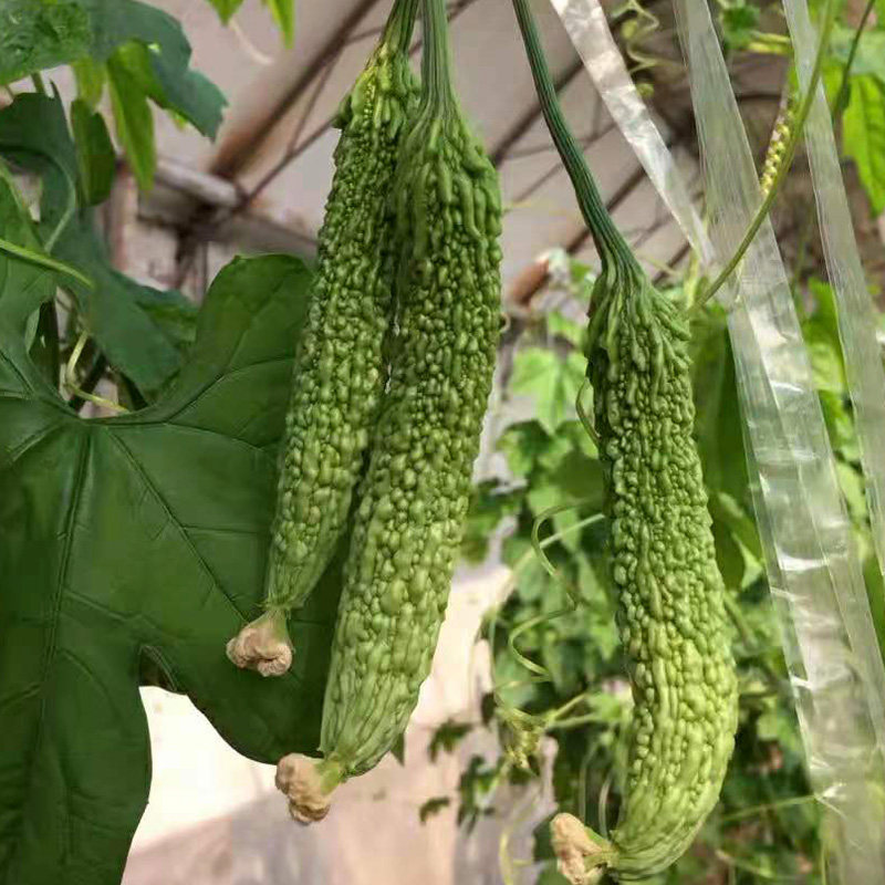 京研杂交一代苦妹子苦瓜5粒3元   原包分装(28元包邮)