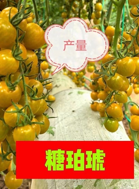 F1抗TY糖珀琥焦糖色小番茄种子5粒9.8元网红番茄满28元包邮