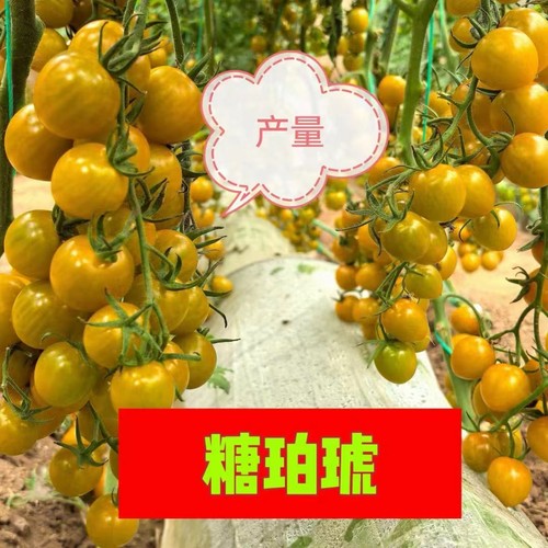 F1抗TY糖珀琥焦糖色小番茄种子5粒9.8元网红番茄满28元包邮