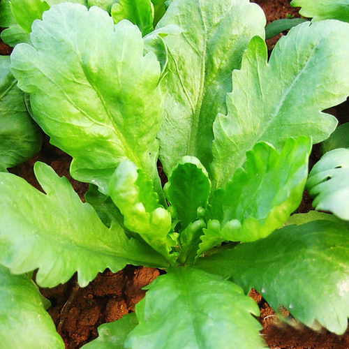 揭阳农研大叶茼蒿种子1000粒4.6元原包虎耳大板叶型茼蒿28元包邮