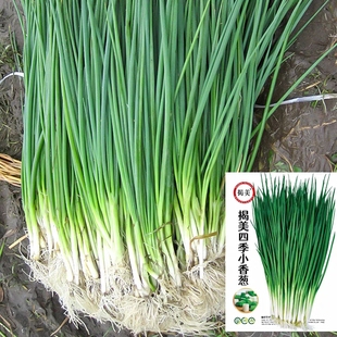 揭阳农研四季小香葱种子 10克4.9元浓香型品质分葱种子原厂包装