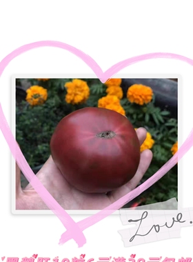 传家宝番茄种子黑鹅肝 （紫切诺基）6粒5元 皮薄糖度高28元包邮